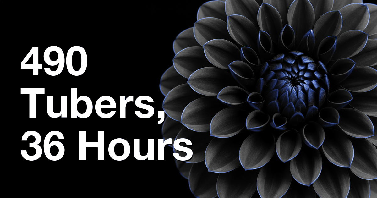 How Heather Sold 490 Dahlia Tubers in 36 Hours Using Codex Goal Mode